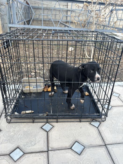 Статфард Терьер двухмесячная самка, привита.