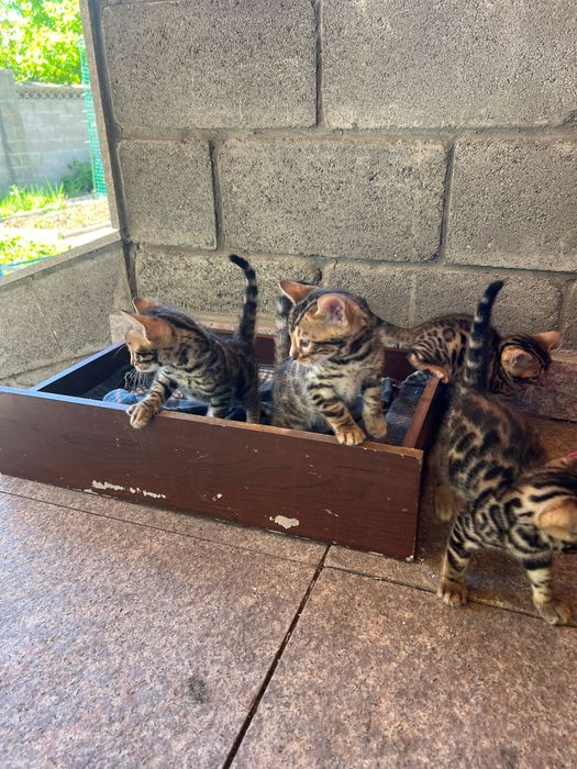 Продам котят бенгалов