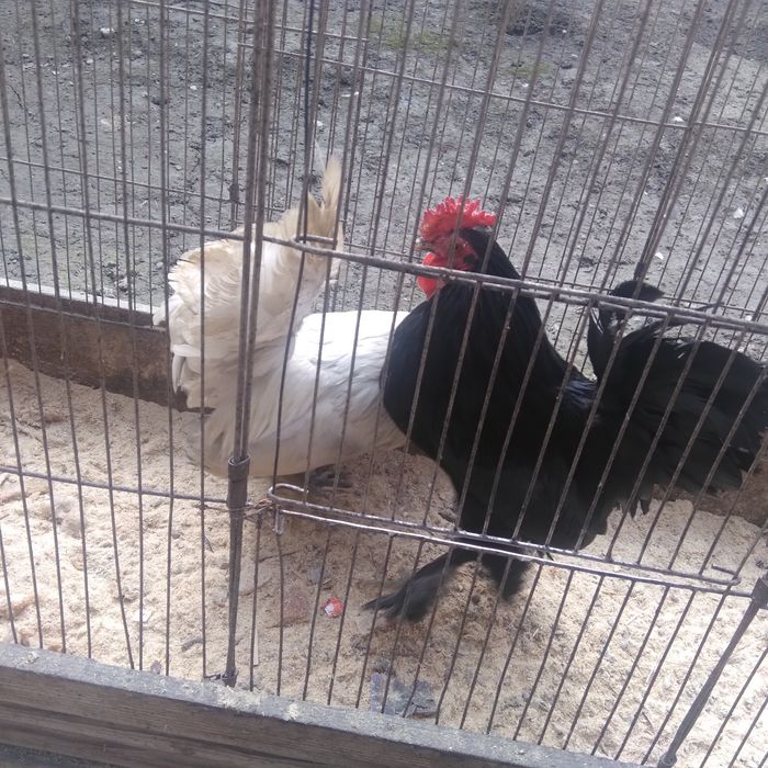 Японча хурозчаси сотилади