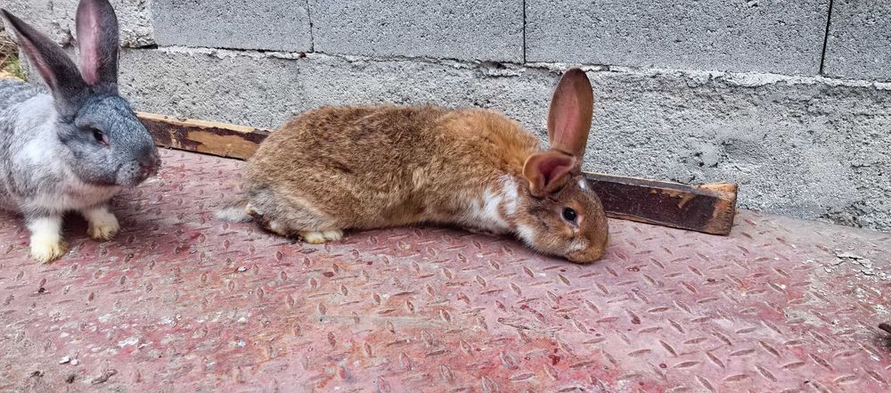 Зайци на различна възраст