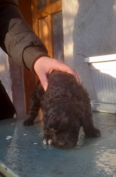 Кокер х Лагото - кученца