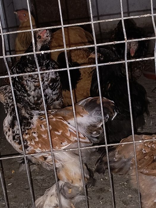 Brahma porțelan și gold laced