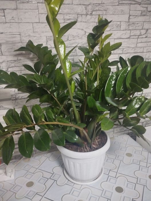 Цветы. Комнатные