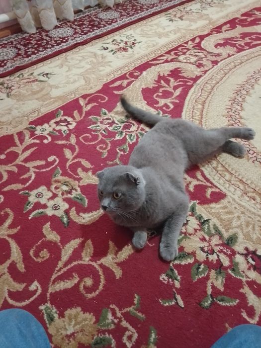 Sogʻlom mushuk bemalol