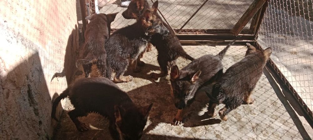 Продам щенят немецких овчарят