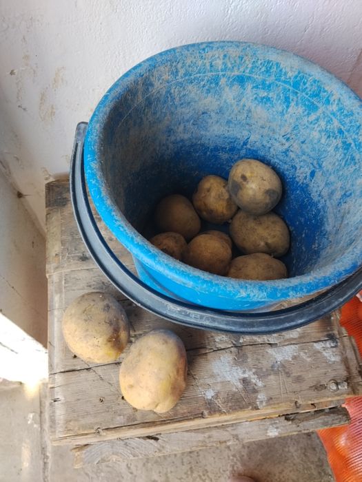 Продам картошку.