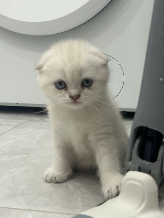 Шотландский котенок