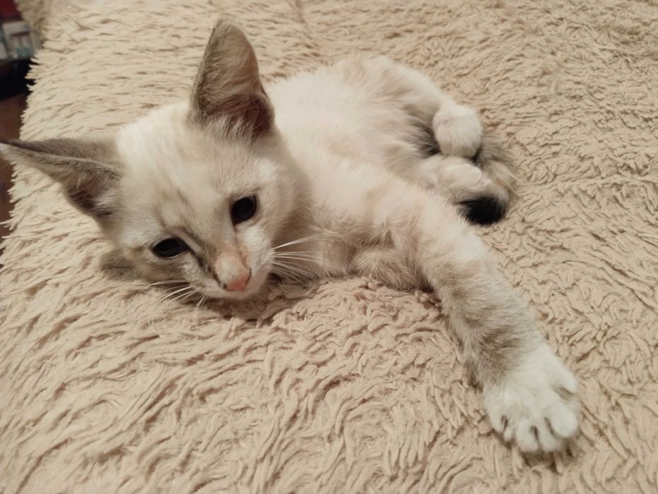 Котята бесплатно