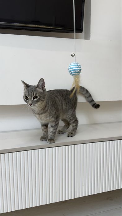 2 котенка мальчик и девочка