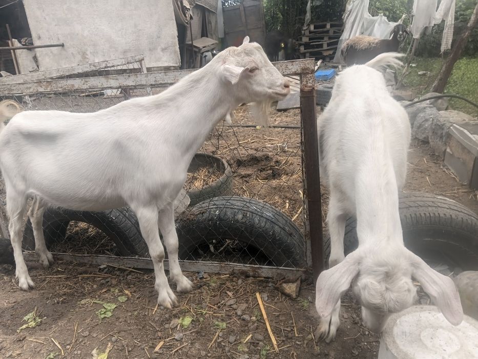 Продам баран и коз