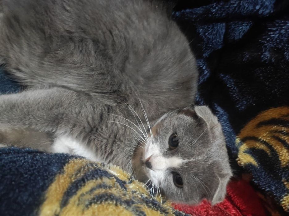 Iltimos ko'rganlar yoki topib olgan bo'lsa aloqaga chiqinglar iltimos.