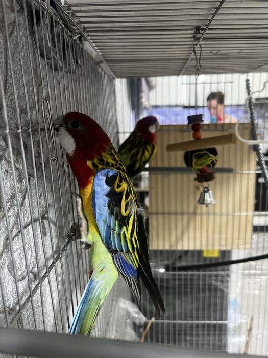 Восточная Розелла