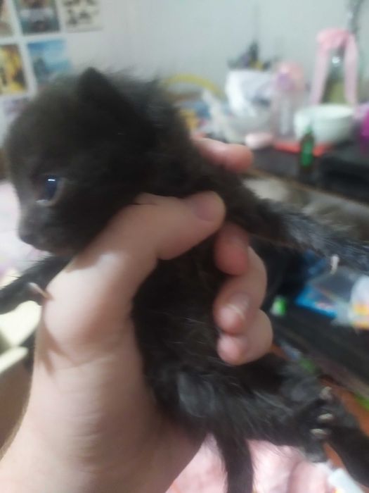 Маленький котенок в добрые руки