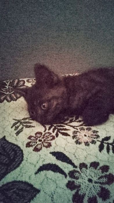 Очаровательный котёнок в добрые руки