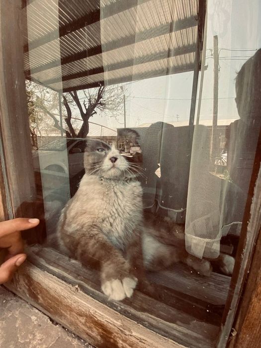 Scottish fold mushugi