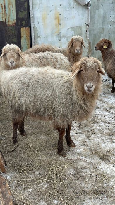 Продам овец цена 85 тысяч