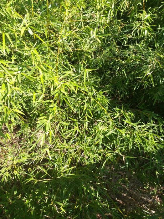 Vând bambus bissetii   (Phyllostachis)