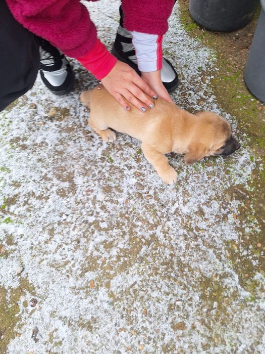 Donez cățeluși, vârstă 2 luni jumate