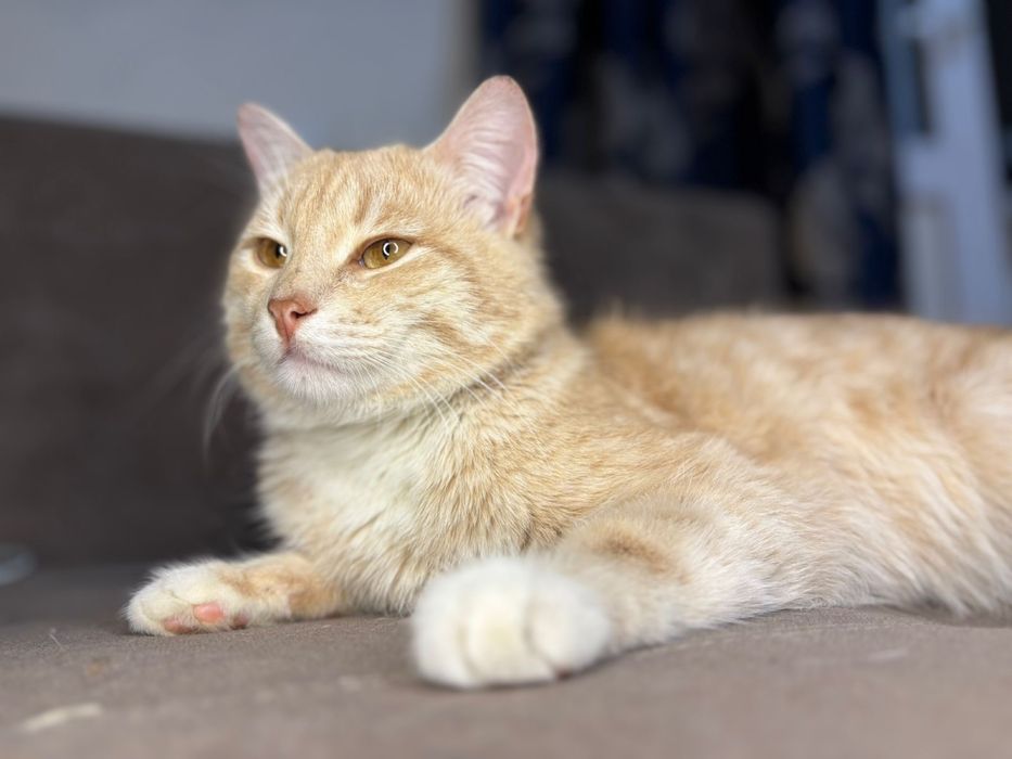 Отдам в добрый руки Котенка