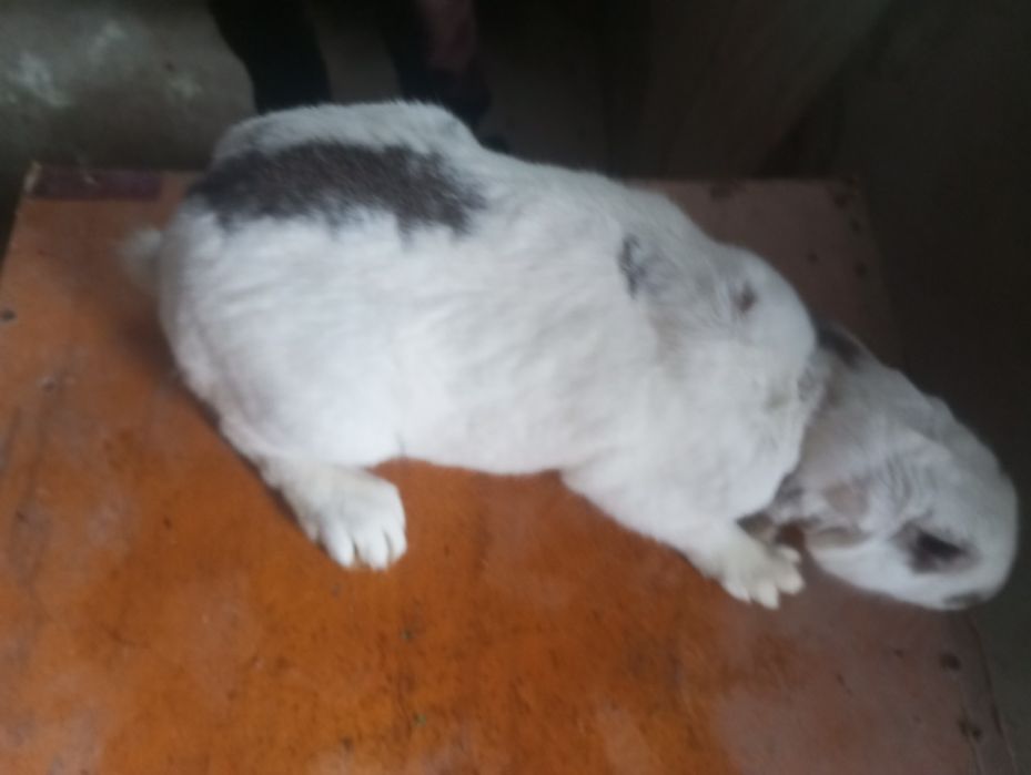 Quyonlar sotiladi damashni quyonlar yeb ichishiga javob arzon beramiz