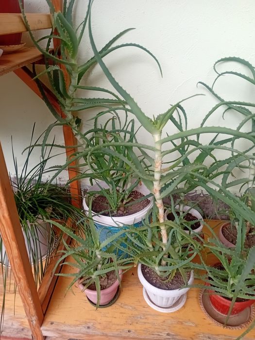 Алоэ лечебное  продаётся