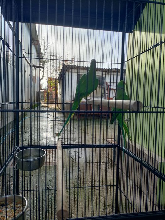 Pereche Micul Alexandru