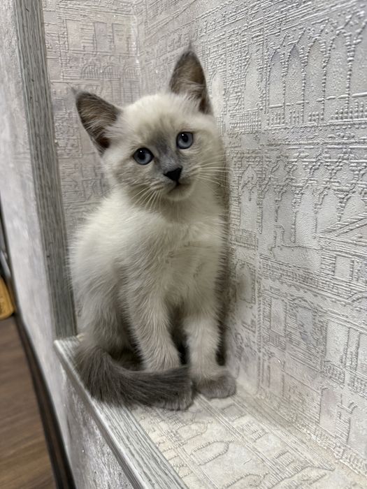 Siam mushukcha 1 qizaloq (сиамский котенок) Termiz