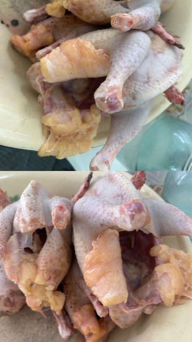 Домашние куры, яйцо