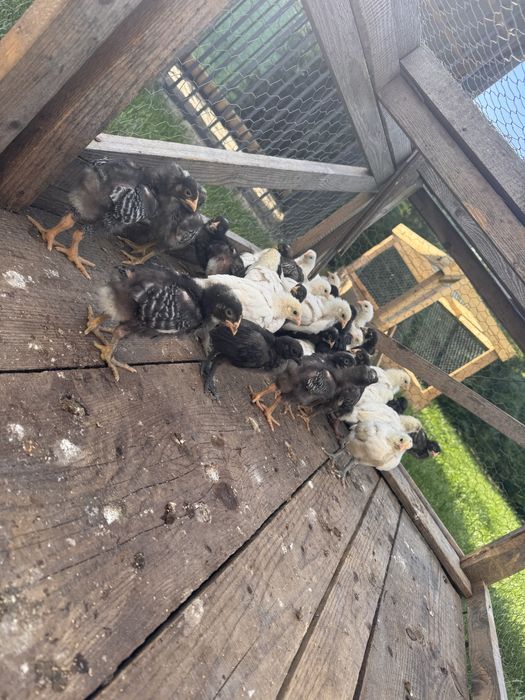 Pui australop/playmouth/marans