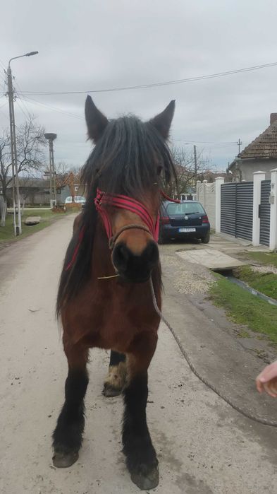 Vând mânză ardeneză de 3 ani!