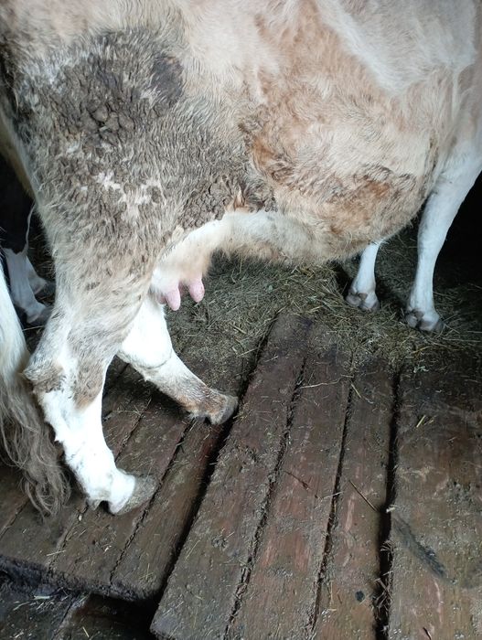 Продам молочную корову