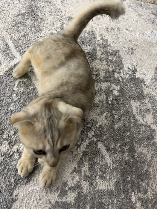 Мысық сатылады . Бағасы 5000 тг . Адрес Арай3 те .