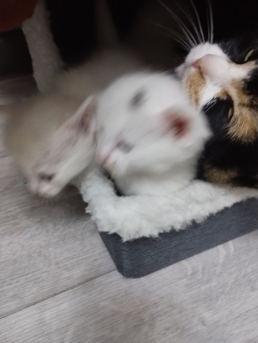 Продается котяты