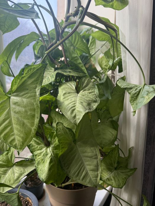 Комнатные растения