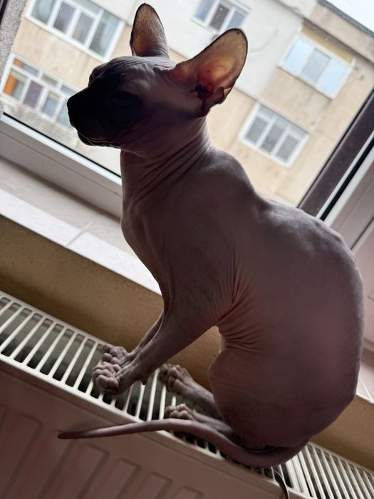 Vand pisica Sphinx elf blue rasa pura fara par motanel