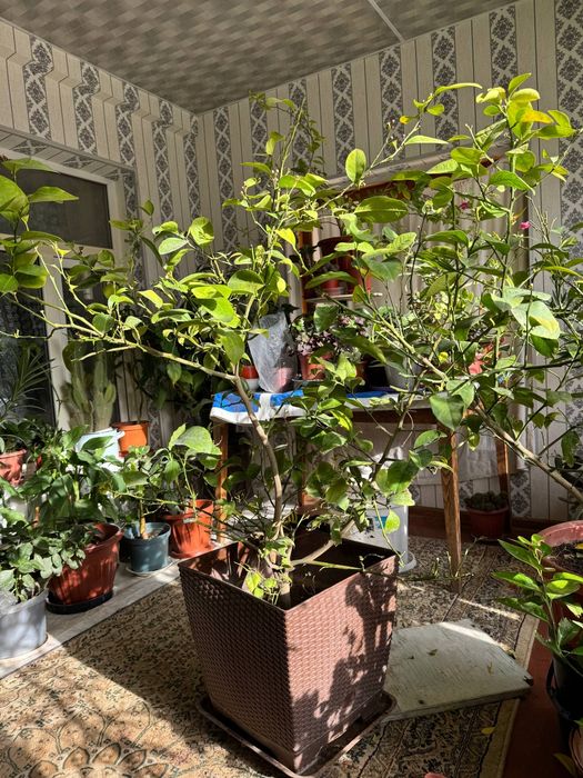 Mevaga kirgan Lemon daraxti sotiladi