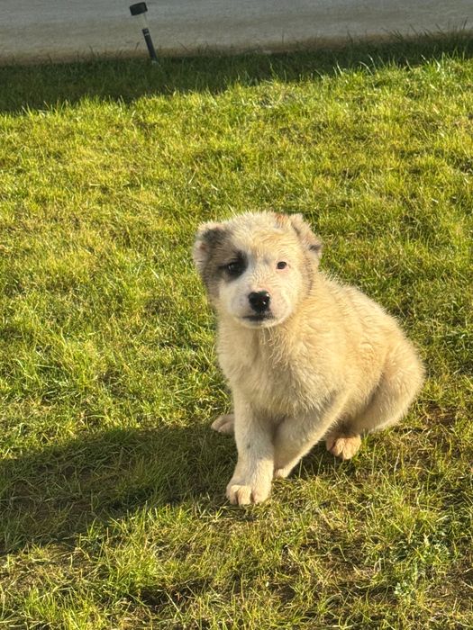 Продавам кученца алабай на 66 дни!готови за нови стопани!