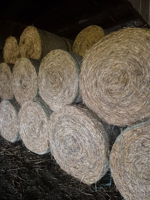 •••Baloti de paie neplouati de 150CM •••