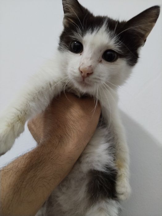 Котята одам в добрые руки