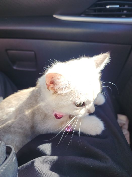 Британская шиншила