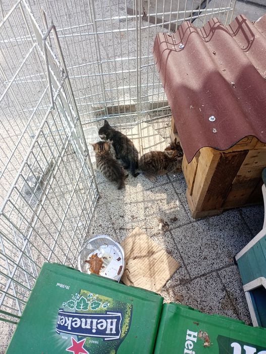 Подаряват се котенца