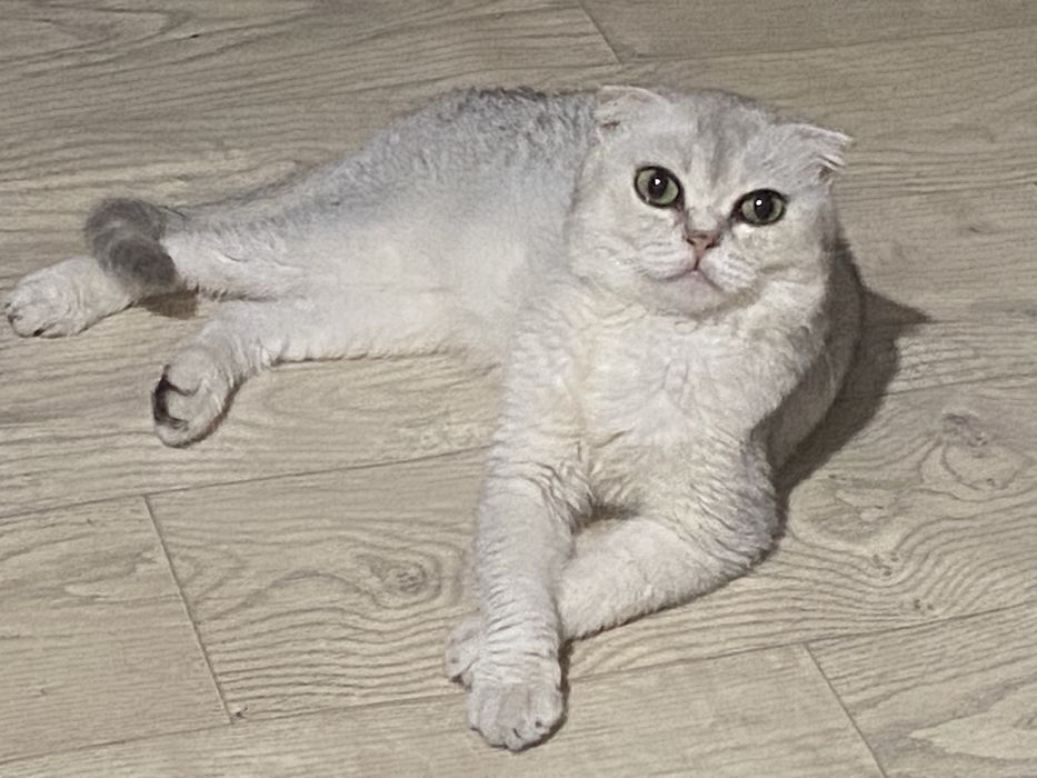 Вислоухий шотландец мальчик