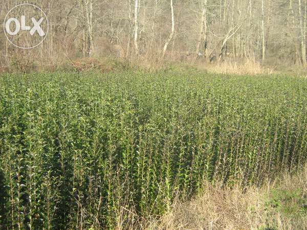 Продавам Лигуструм за жив плет