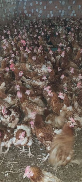 Găini 11 luni - Comandă 20 buc - Transport la domiciliu