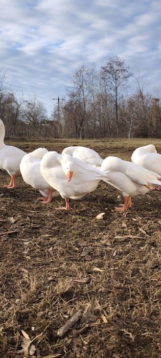 Vând gâște domestice
