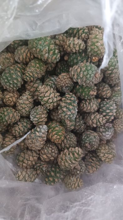 Шишка замороженная