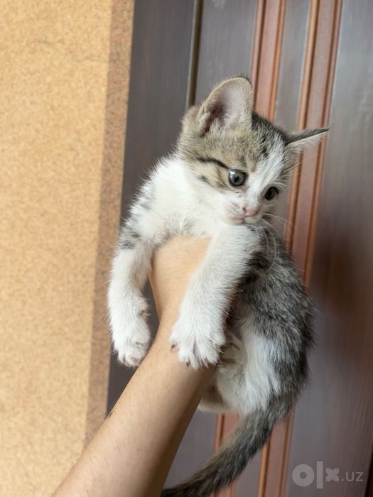 СРОЧНО! Ищем добрые руки для маленьких котят