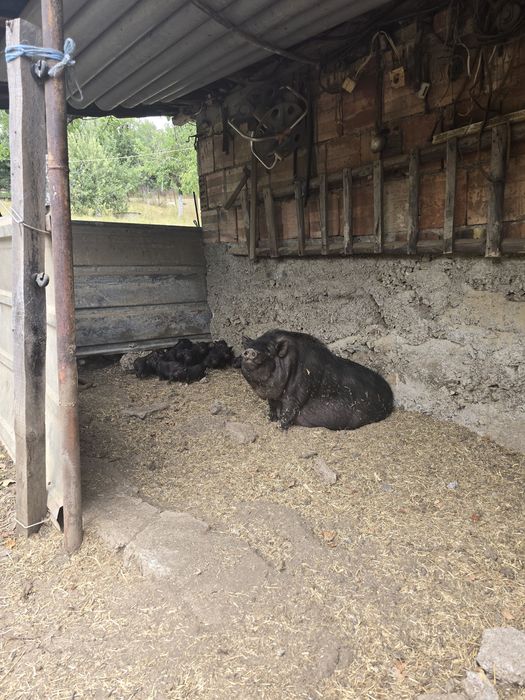 виетнамски прасета