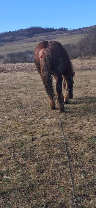 Cal cu acte de vânzare