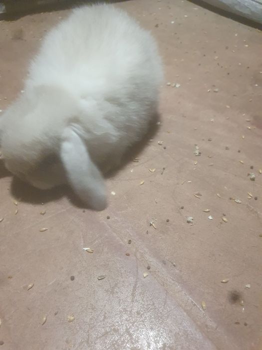 Berbec pitic (mini lop)